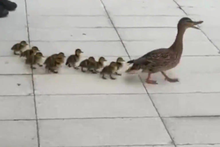 NYPD cops heroically save 11 ducklings from storm drain in front of ...