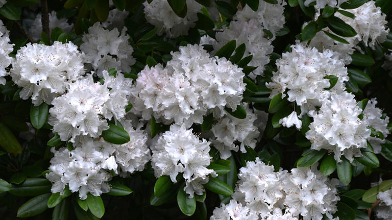 Award-winning gardener grows over 1,000 shrubs: The rhododendron king