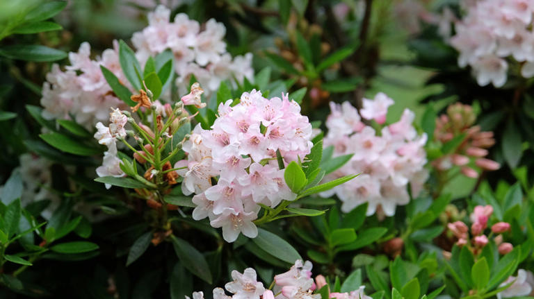 Award-winning gardener grows over 1,000 shrubs: The rhododendron king