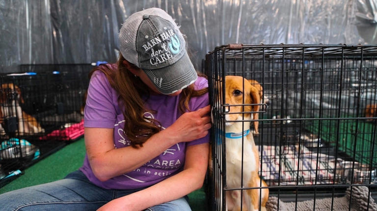 135 more beagles released from Wisconsin research facility
