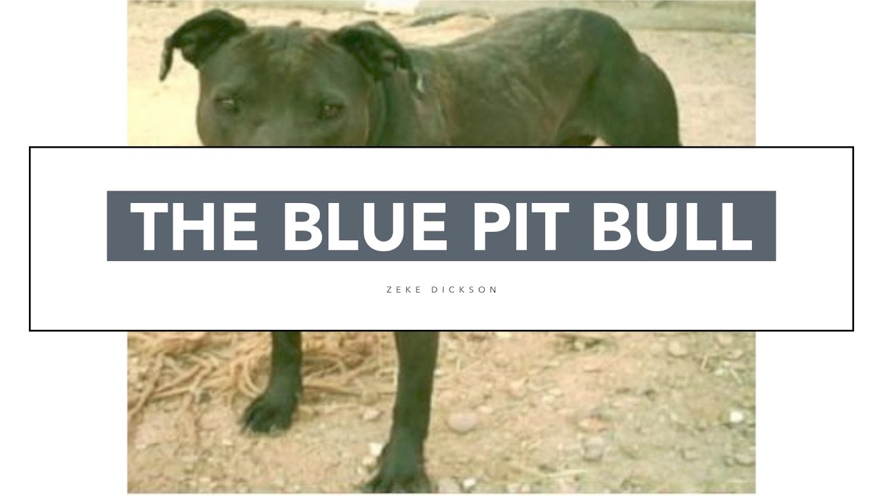 The blue pit bull is not a myth!