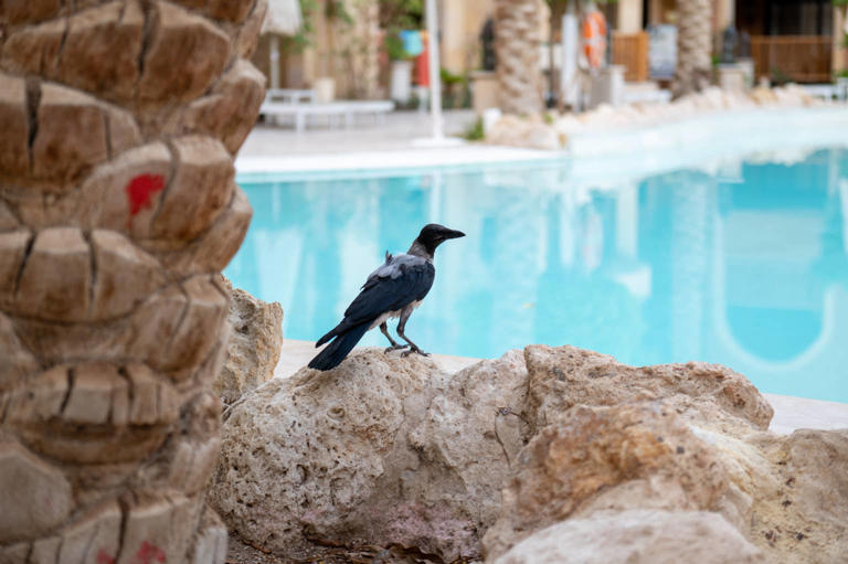 TikToker rescues distressed crow from pool, gains new feathered friends