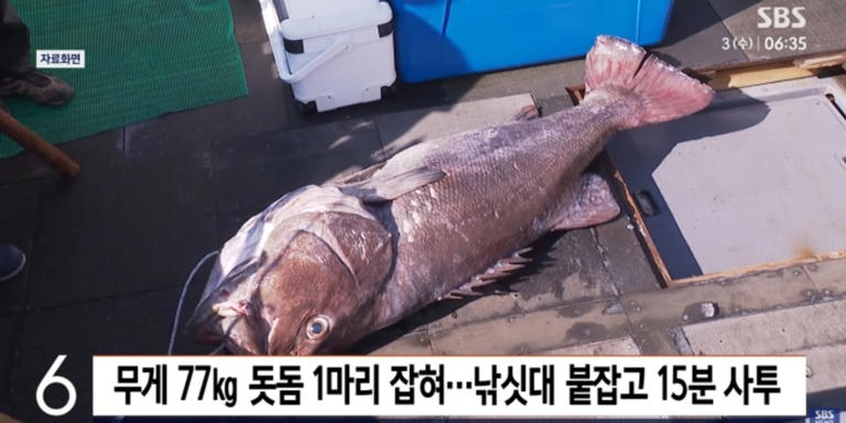 재난 전조?... 길이 164cm, 무게 77kg 대형 돗돔 부산 앞바다서 또 잡혔다