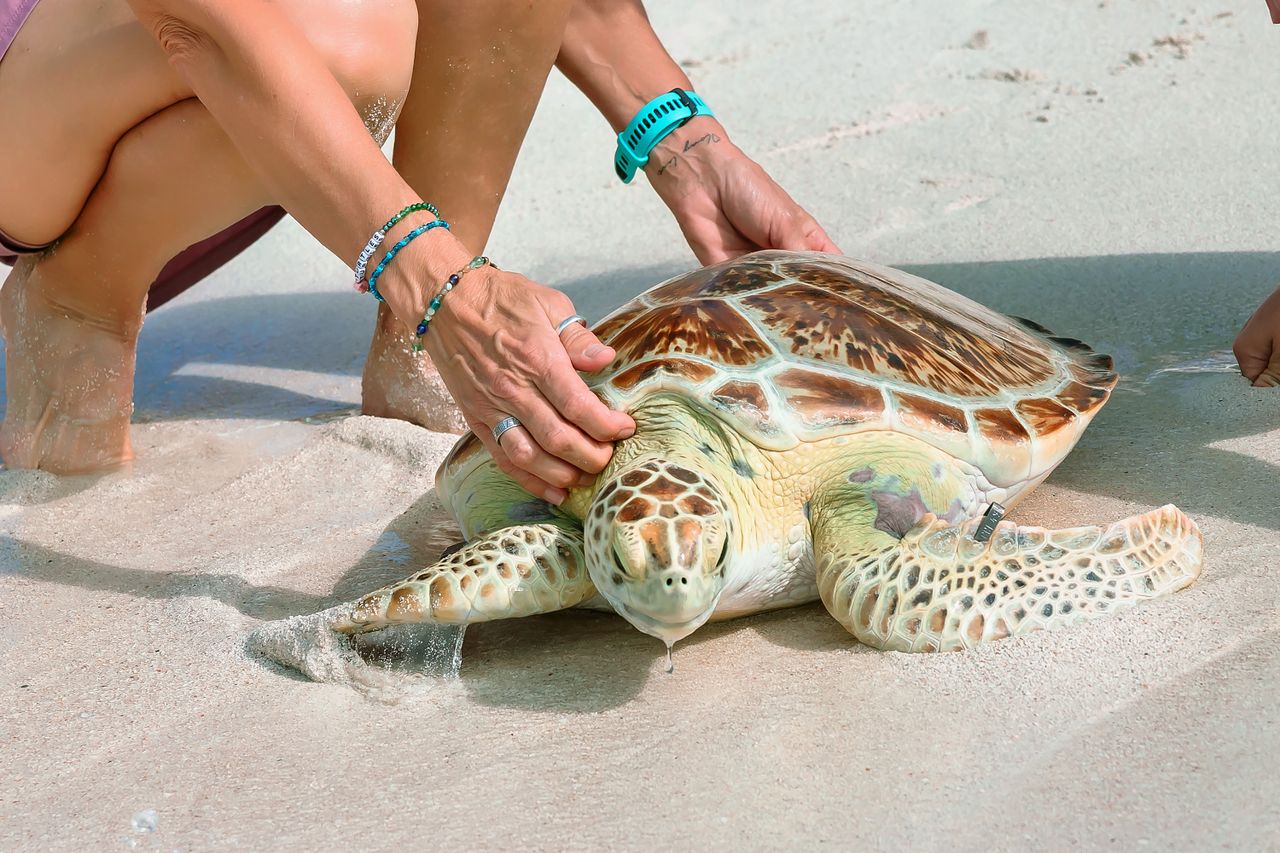 Sea Turtles