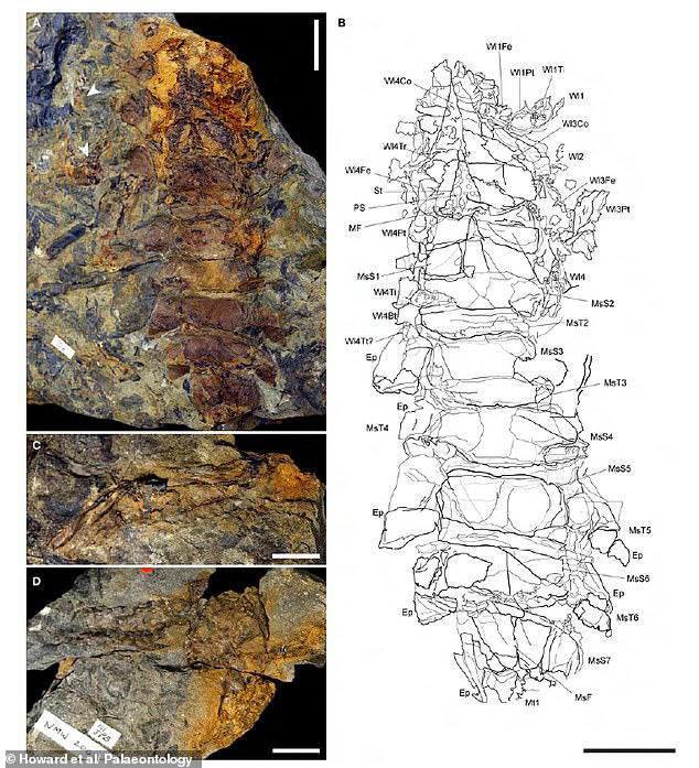 Giant scorpions the size of labradors roamed Britain 415 million years ...