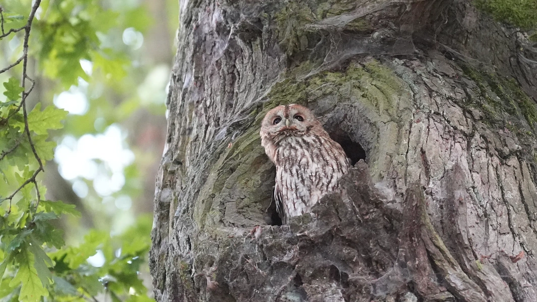 Turn your backyard into an owl haven