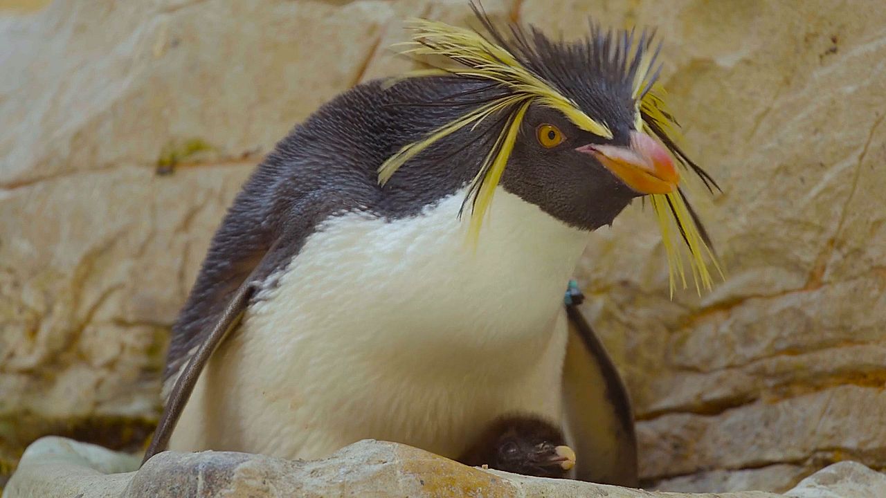 Endangered northern rockhopper penguins begin new stage of growth in ...