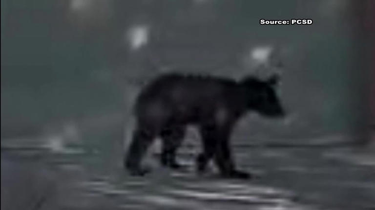Yet another bear sighting reported in southern Arizona