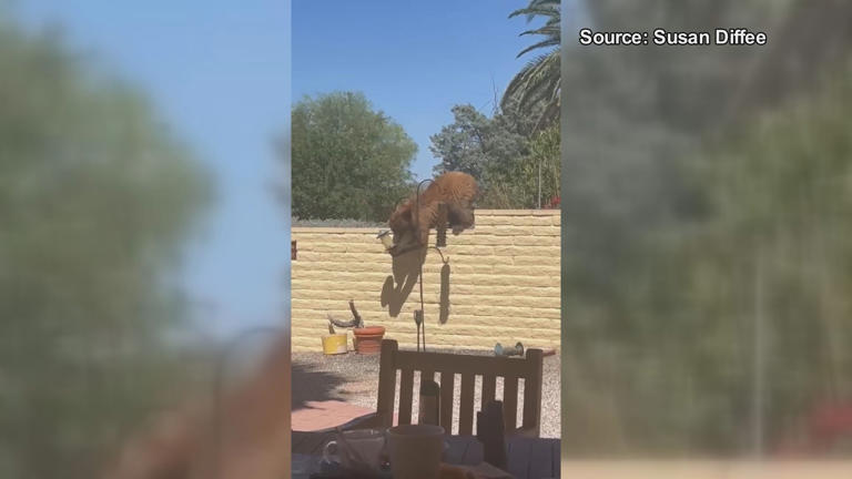 Yet another bear sighting reported in southern Arizona