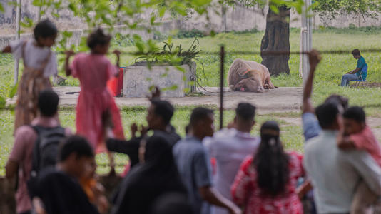 On Tuesday, visitors pressed against the fence of the buffalo’s enclosure, filming with their phones as some fathers hoisted small children on their shoulders for a better view (Copyright 2026 The Associated Press. All rights reserved.)