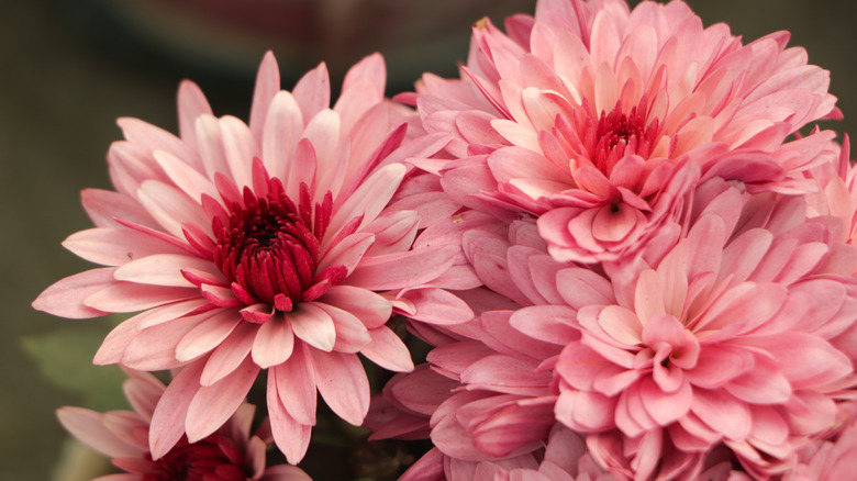 12 cold hardy perennials that prefer to be divided in spring, not fall