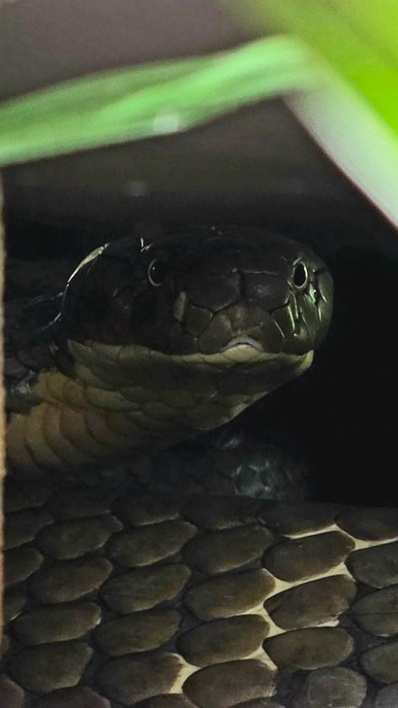 Mystery snake found under a stone in Chiang Mai sends Reddit into high ...