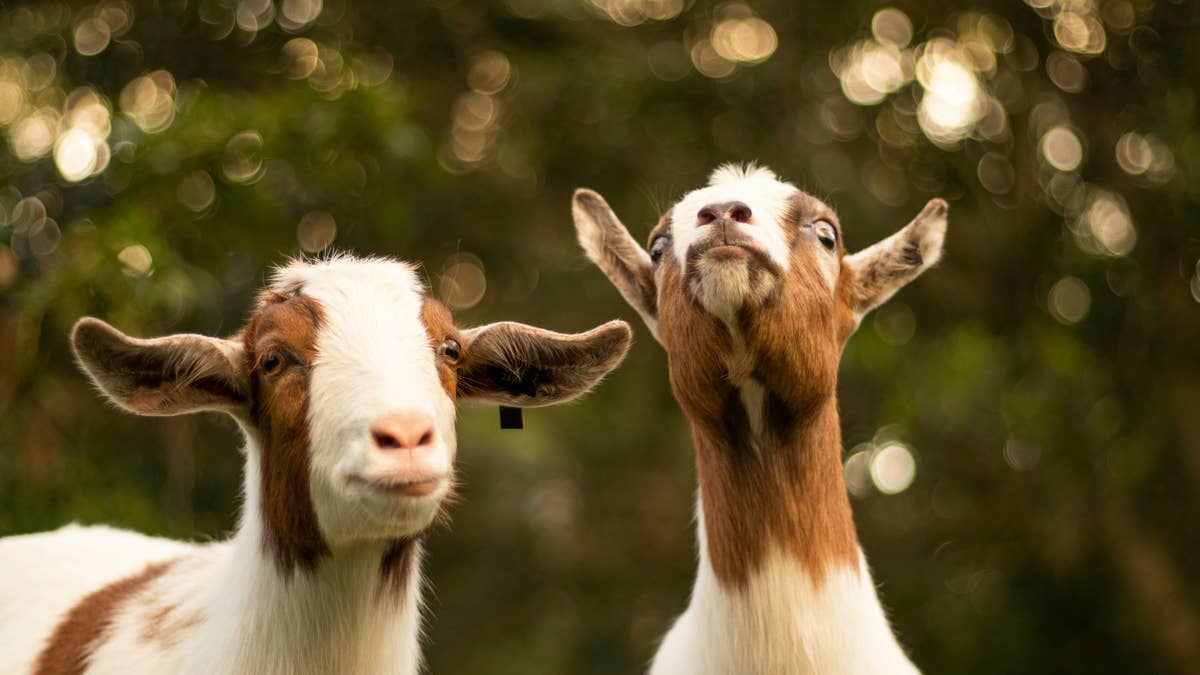 Homesteader shares hilarious video of chaos-loving goats climbing where ...
