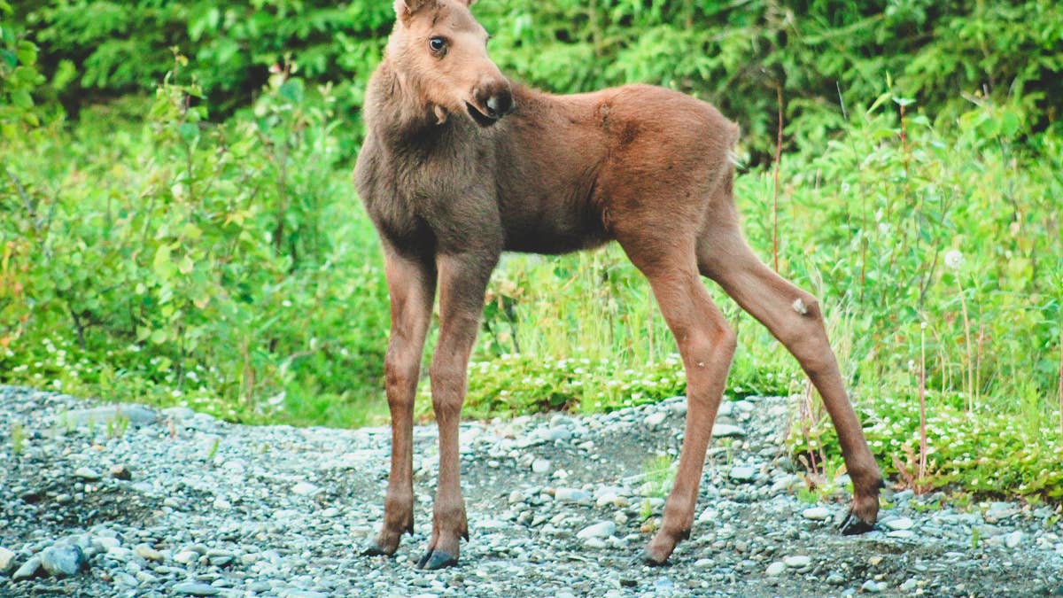 This lost baby moose showed up on a stranger's doorstep looking for his ...