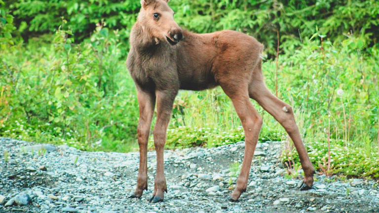 This lost baby moose showed up on a stranger's doorstep looking for his ...