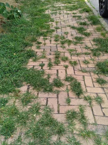 Paved pathway with grass growing between the bricks, creating a natural, textured look. Car tire partially visible on the right
