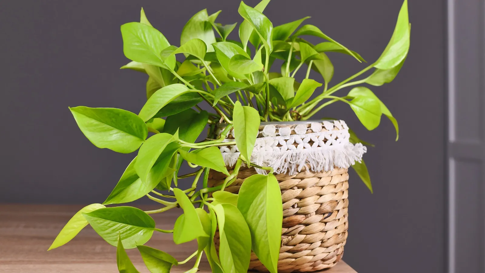 What causes yellow leaves on money plants and how to fix them