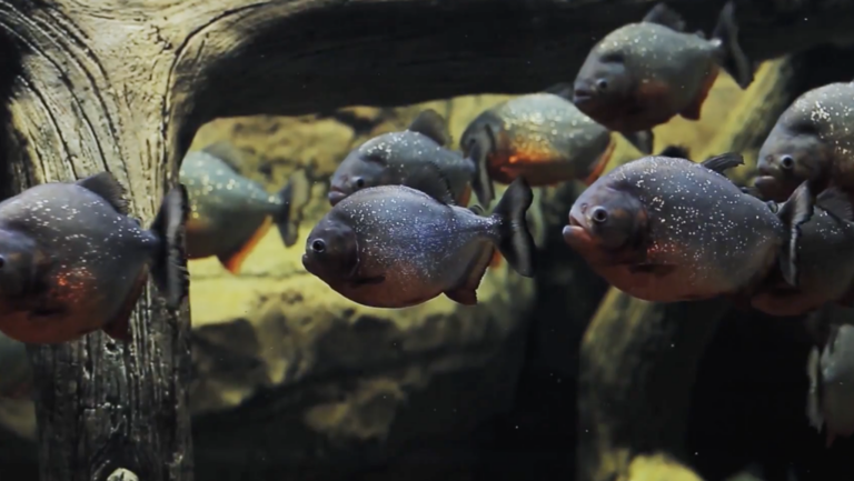 How to survive the deadliest piranha