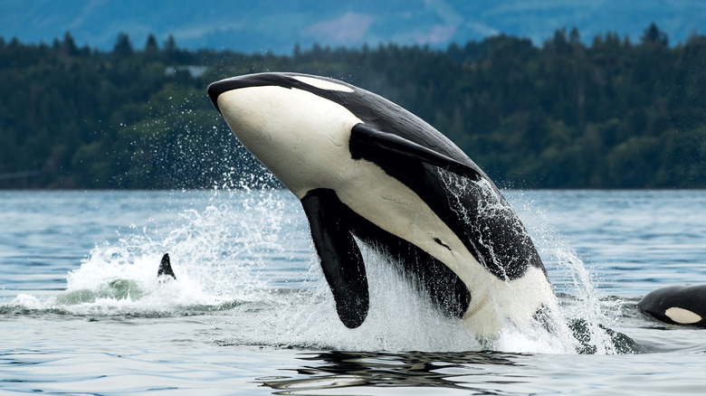 Orca whale leaping out of the ocean in front of forest