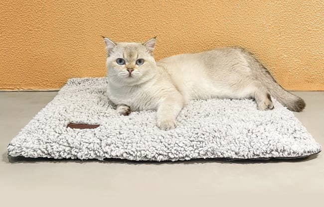 Cat lounging on a fluffy mat, looking at the camera