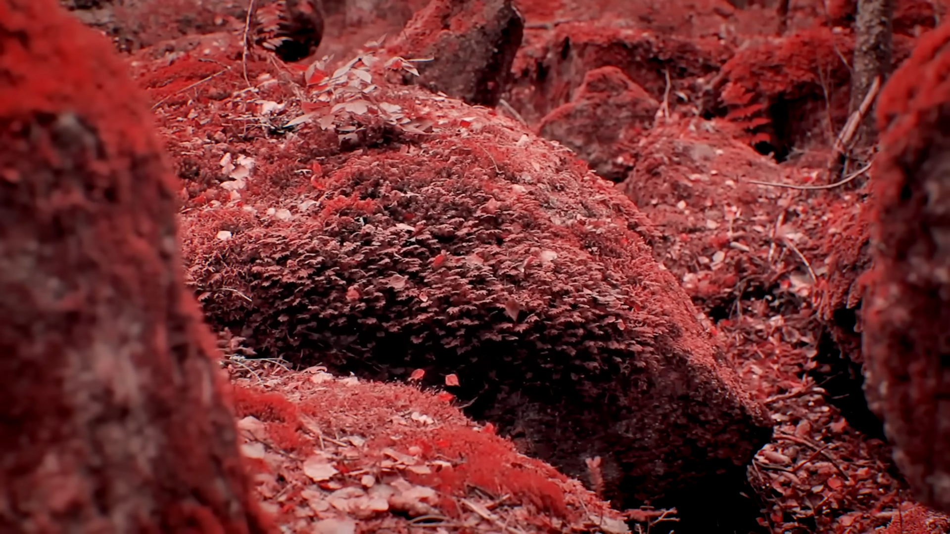 This is what alien vegetation could look like