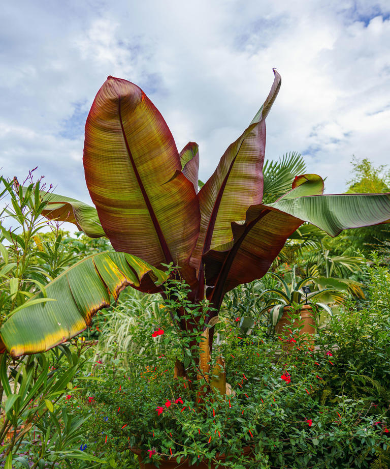Neighbours overlooking your garden? These privacy trees can fix the problem