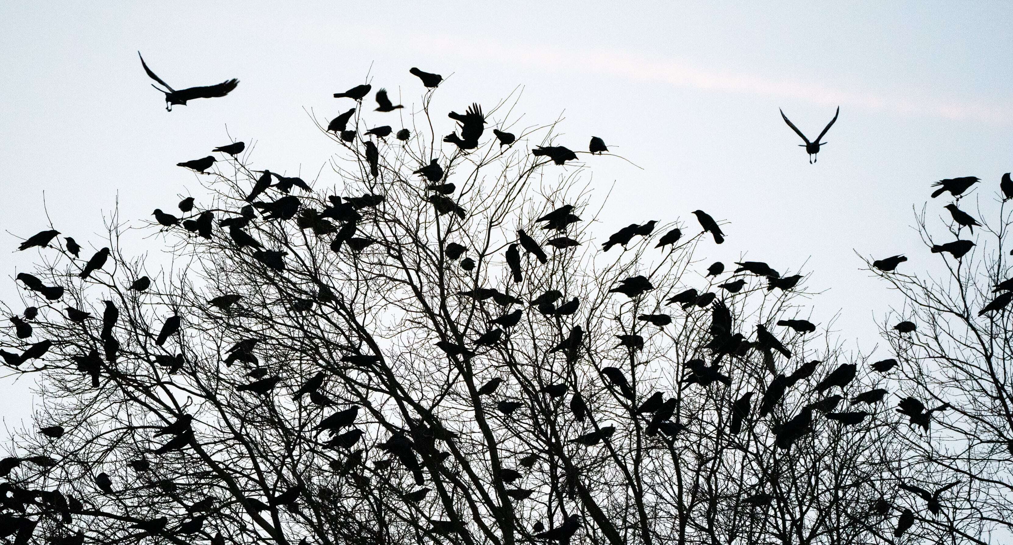 Why Portland crows are so aggressive right now