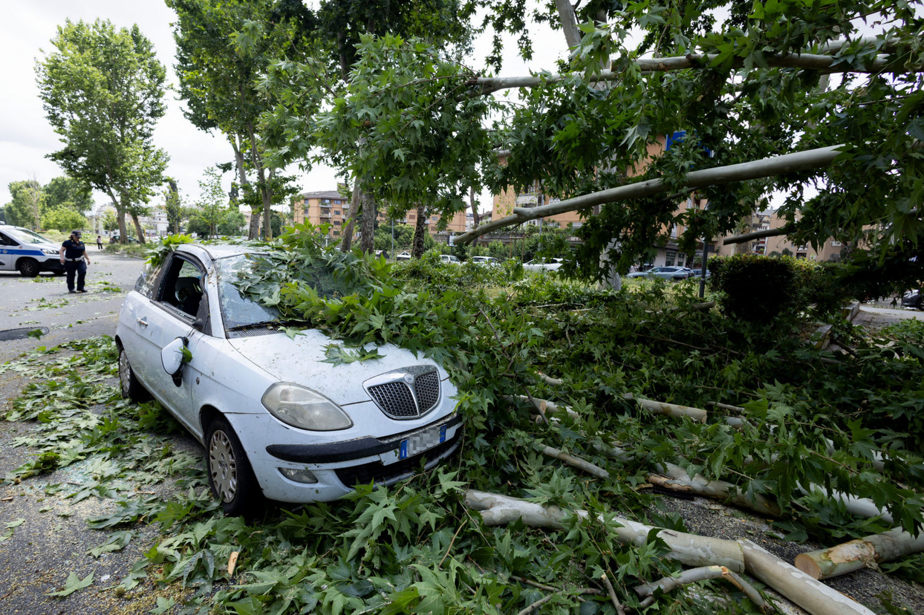 Tornado fells trees in Rome