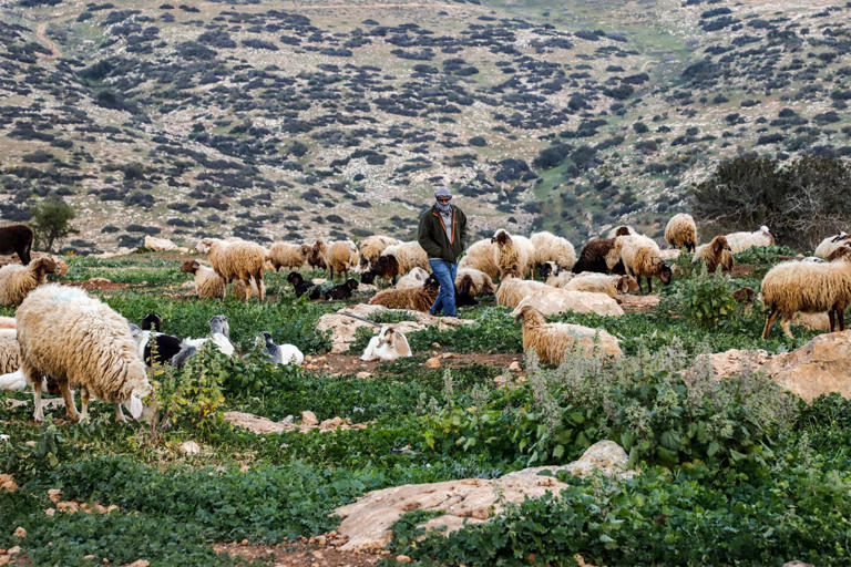 Israeli settlers are driving Palestinian shepherds from their grazing lands