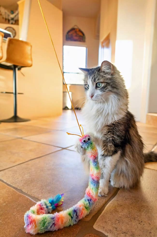 Cat sitting on a tile floor playing with a colorful, fuzzy toy attached to a string
