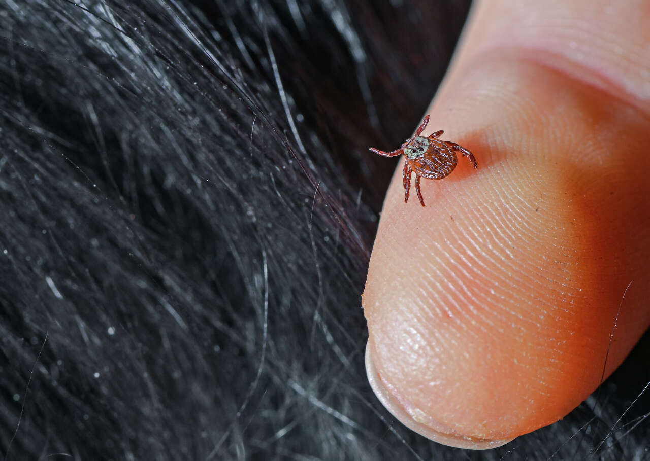 Check your pets: LAPS warns of tick-borne illnesses through summer climate