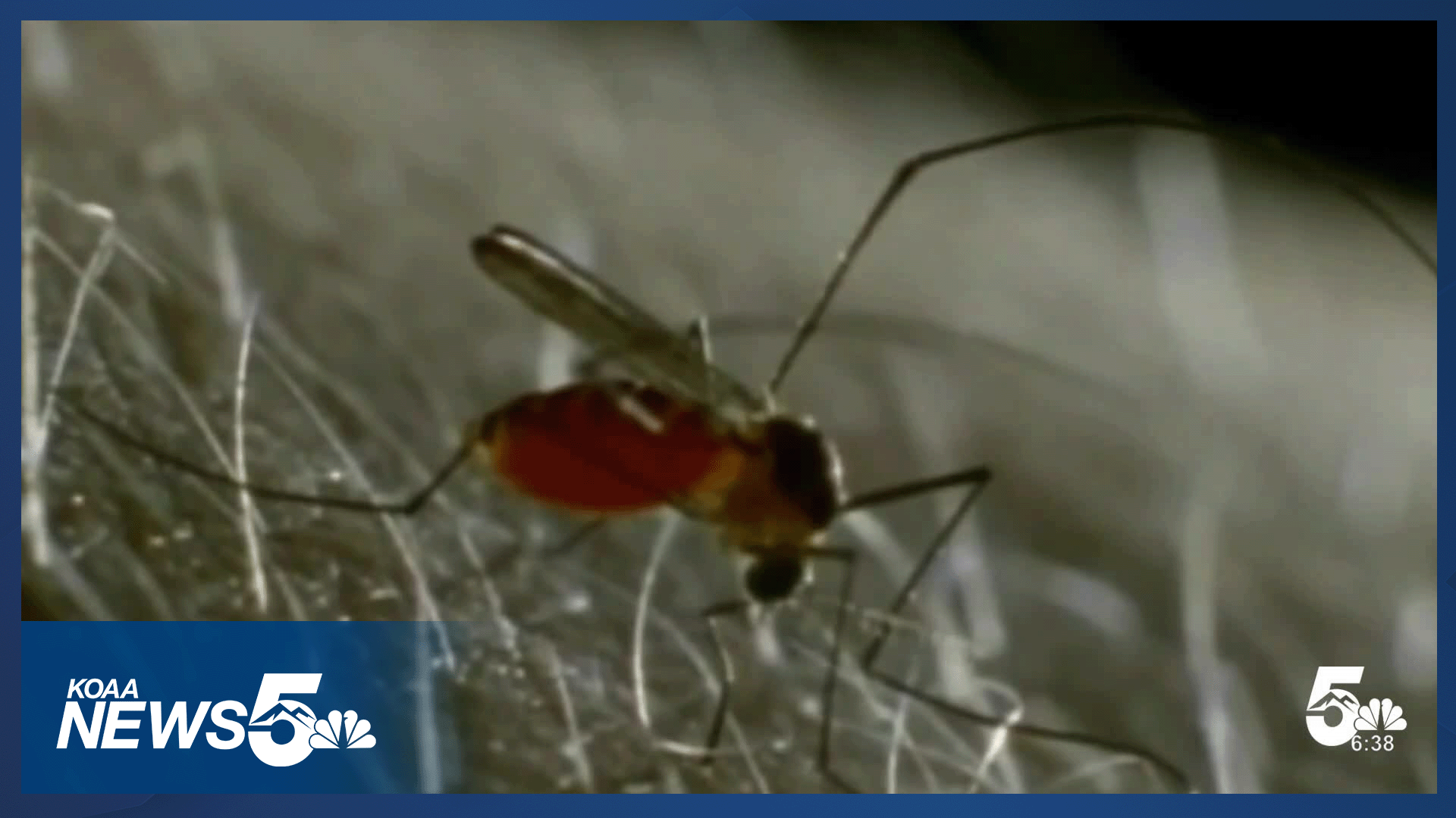 A health warning as mosquito season starts unusually early