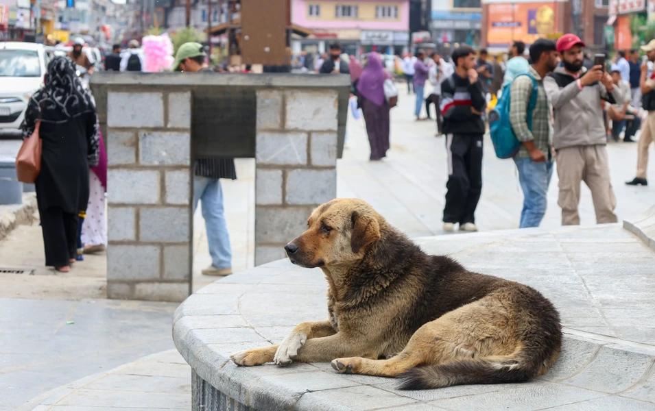 Rescue stories and abandonment cases spotlight animal welfare crisis