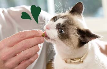 A cat eagerly accepts a treat from a person's hand, with hearts symbolizing enjoyment, illustrating a pet-care product or shopping theme