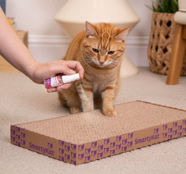 A person sprays catnip mist on a scratching pad while an orange tabby cat looks on curiously