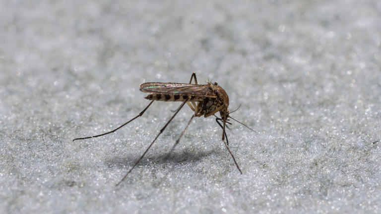 Colorado confirms first human case of West Nile virus this year
