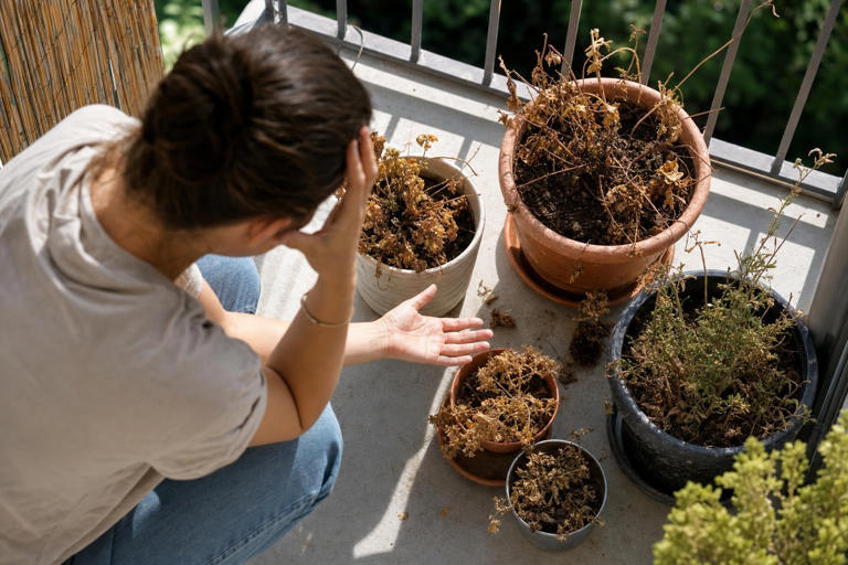 Plantes d’intérieur et balconnières : pourquoi un pépiniériste ne ...