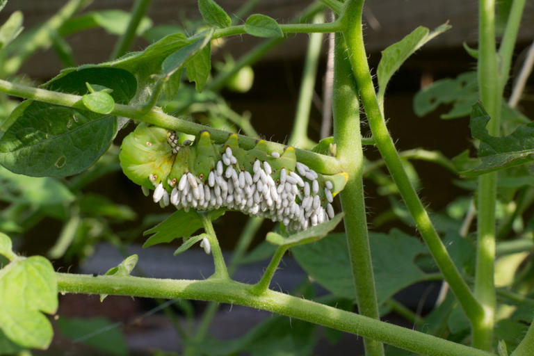 The solution to your pest problem is actually more pests—here's how it ...
