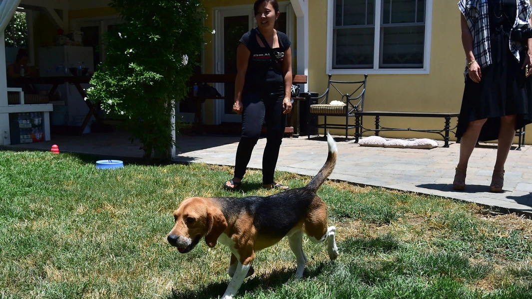 Rescue stories and abandonment cases spotlight animal welfare crisis