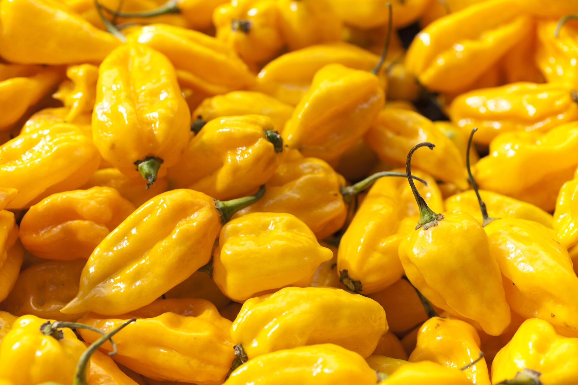 On the hot seat: chili shortage and rising prices