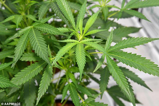 Controversial law change to let medical cannabis patients drive without ...