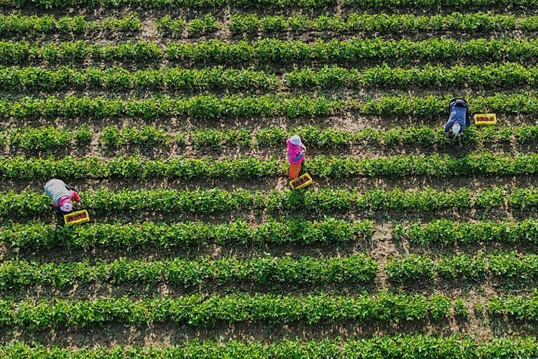 Harvest helpers harvest strawberries on a field near Frankfurt, 8 May, 2026 AP Photo