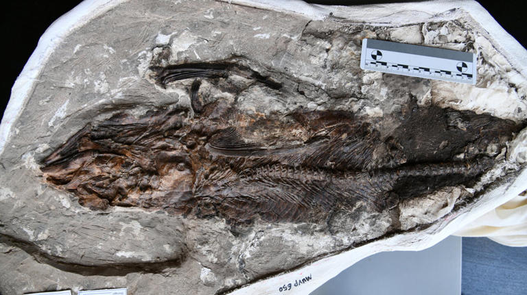 Egypt fossils show modern ocean fish rose rapidly after dinosaur extinction