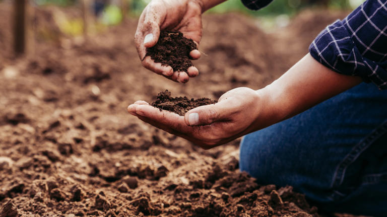 If you want your homegrown veggies to flourish, don't plant them in ...