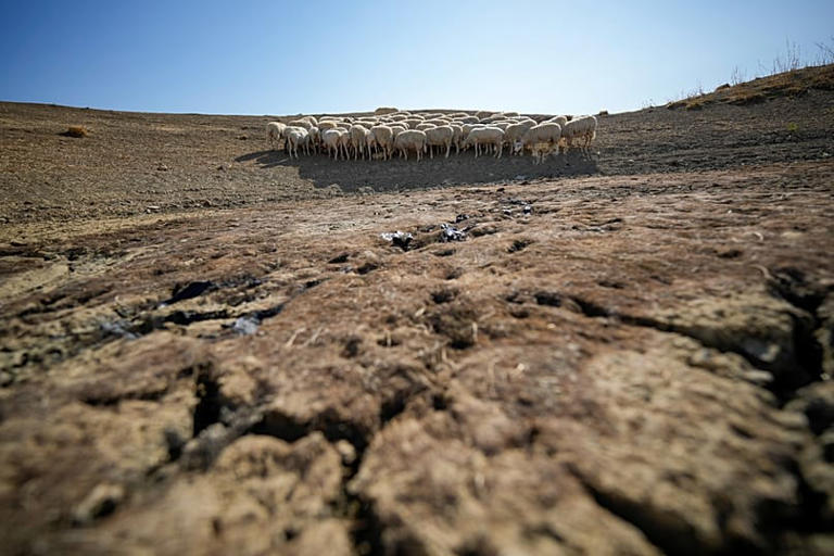 Sheep look for water in a dry pond used by local farms for their livestock in Contrada Chiapparia, 19 July, 2024 AP Photo