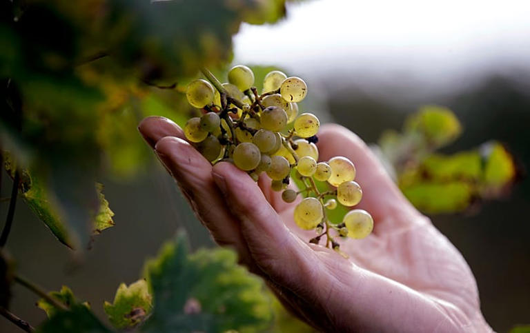 Grapes in a Prosecco vineyard at the Case Paolin farm in Volpago del Montello, 15 October, 2018 AP Photo