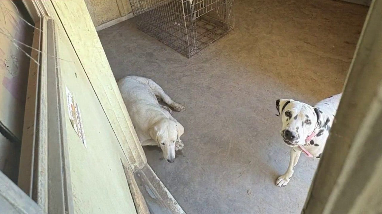 Arizona Humane saves more than 20 dogs from condemned Glendale house