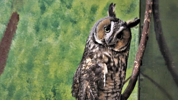 Fresh Look at Nature Based Programming For All Ages Returning To Kent County
