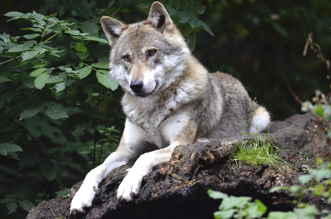 5 of the largest and most powerful wolves on Earth