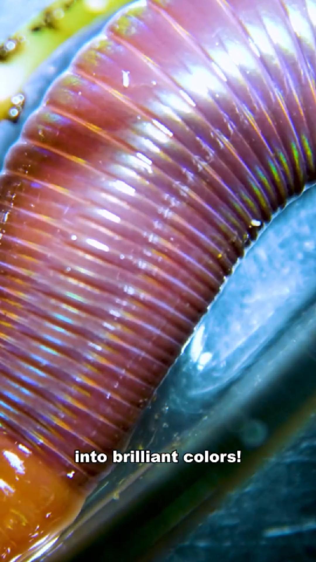 I found a rainbow colored worm and it didn’t look real